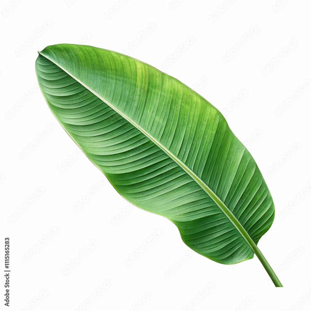 Fototapeta premium Green banana leaf isolated on white with clipping path