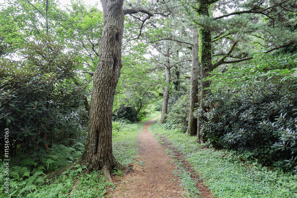 Fototapeta premium 산 정상을 올라가는 숲길 제주 제주시 조천읍 신촌리 원당봉