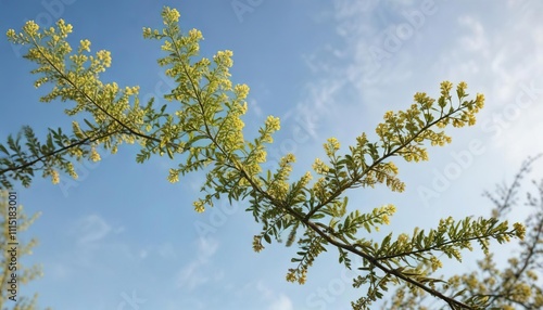 Branches and flowers of Acacia concinna against a clear blue sky on a white background , thorny plant, desert flora, landscape element photo