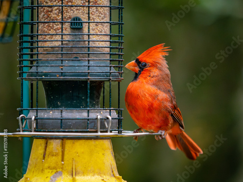 male northern red cardinal perched on a bird feeder at a local park