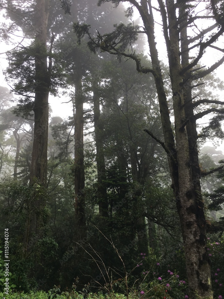 Obraz premium Moody forest