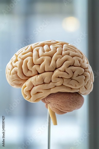 Neuropreservation techniques for brain health and longevity photo