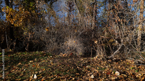 Forest, woods and stream with trees, bushes, leaves and weeds in the late autumn time of year.