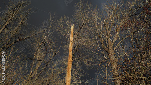 Forest, woods and stream with trees, bushes, leaves and weeds in the late autumn time of year.