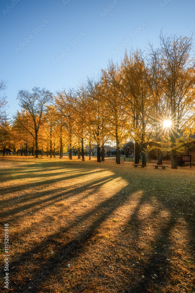 Obraz premium 茨城県立歴史館 銀杏並木と黄色い絨毯のような路