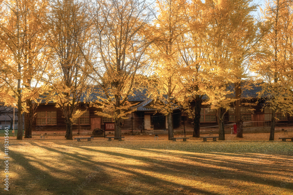 Obraz premium 茨城県立歴史館 銀杏並木と黄色い絨毯のような路