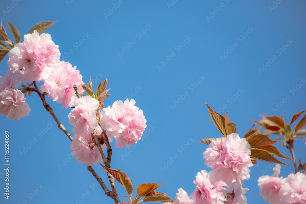 八重桜