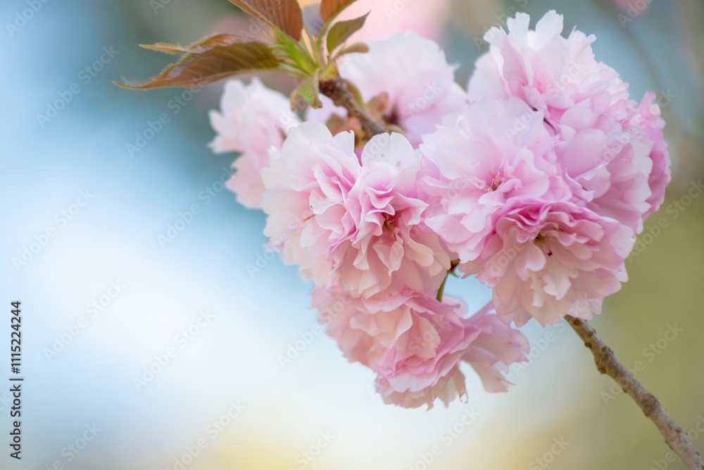 八重桜
