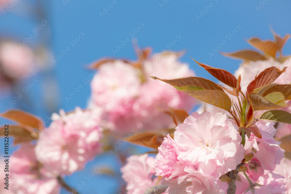 八重桜