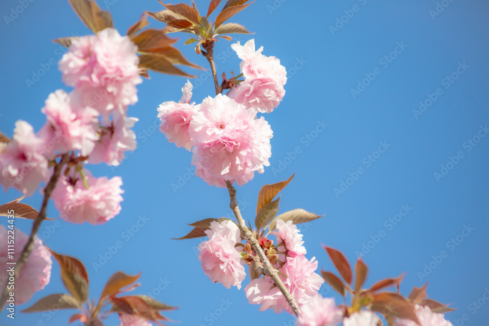 八重桜