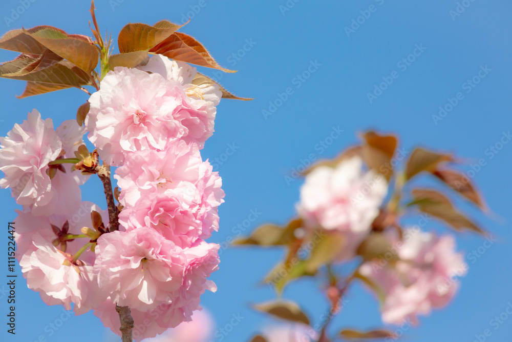八重桜