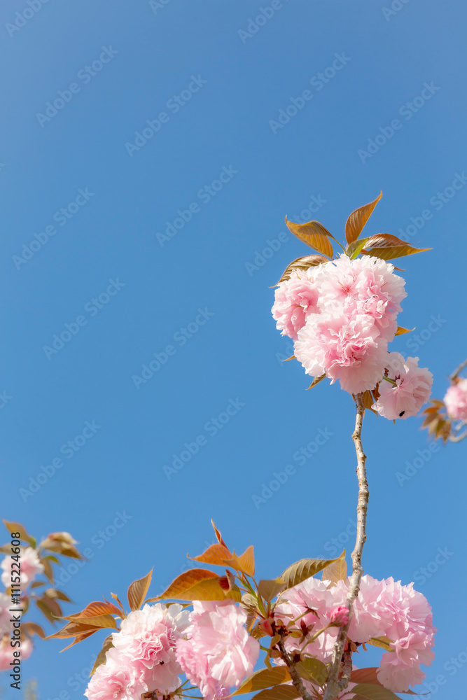 八重桜