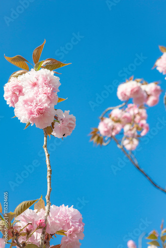 Obraz na płótnie 八重桜 w salonie