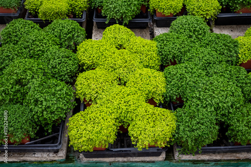 Obraz na plátne Baby's Tears, Soleirolia Soleirolii, ground cover plants potted and growing in n