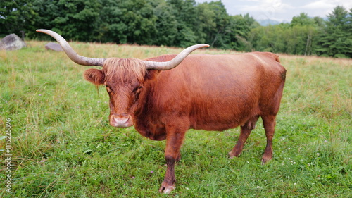 Curious long horn cows and cattle on the country hillside in cloudy weather eating grass