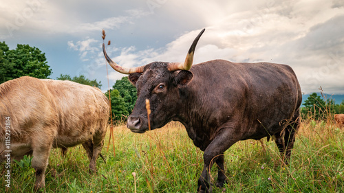 Curious long horn cows and cattle on the country hillside in cloudy weather eating grass