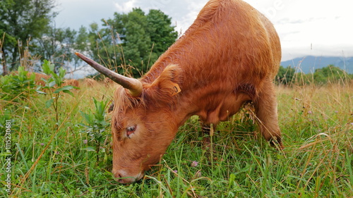Curious long horn cows and cattle on the country hillside in cloudy weather eating grass