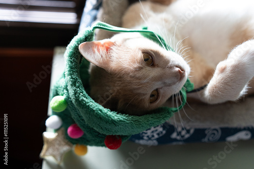 Orange Cat with Christmas Tree Hat - Christmas pets