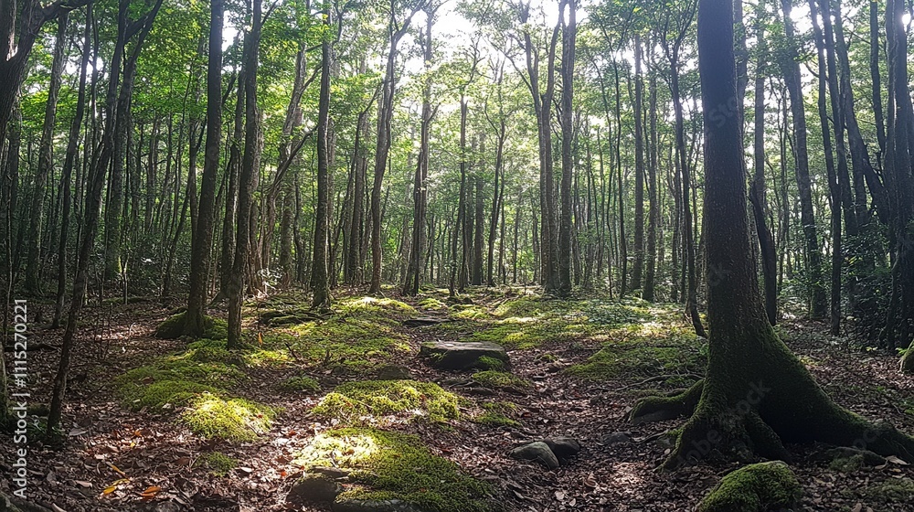Obraz premium Sunlit forest path with moss-covered ground and trees.