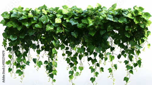 Lush Hanging Ivy 3D Render