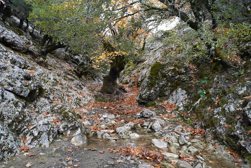 panorama from Rouvas gorges and forest , Crete photo