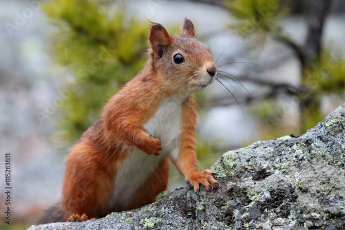 Red squirrel photo