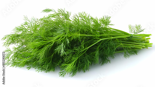 Fresh Green Dill Sprigs Photo