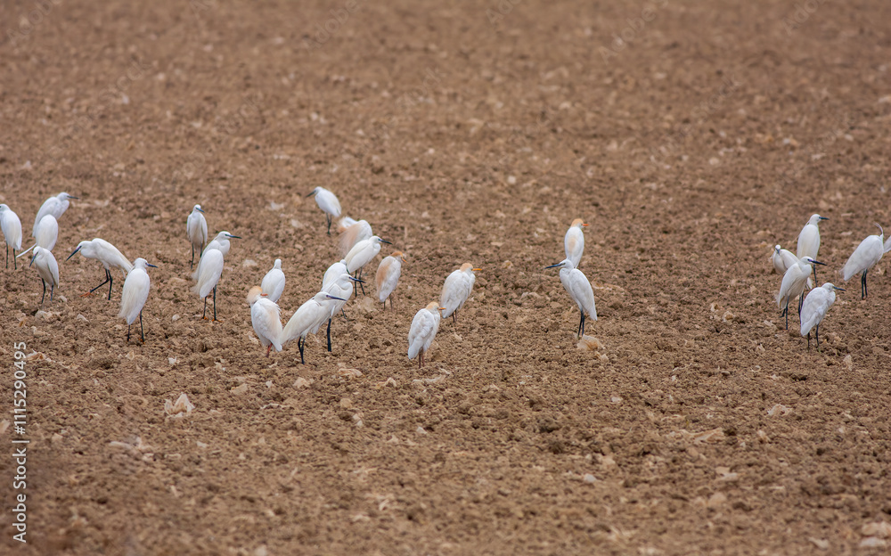 Cattle Egret ( Bubulcus ibis) in its natural environment