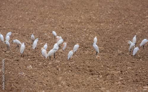 Obraz na płótnie Cattle Egret ( Bubulcus ibis) in its natural environment w salonie