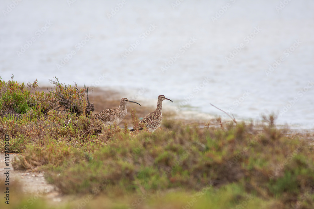 Eurasian whimbrel, Numenius phaeopus, in green scrub grass