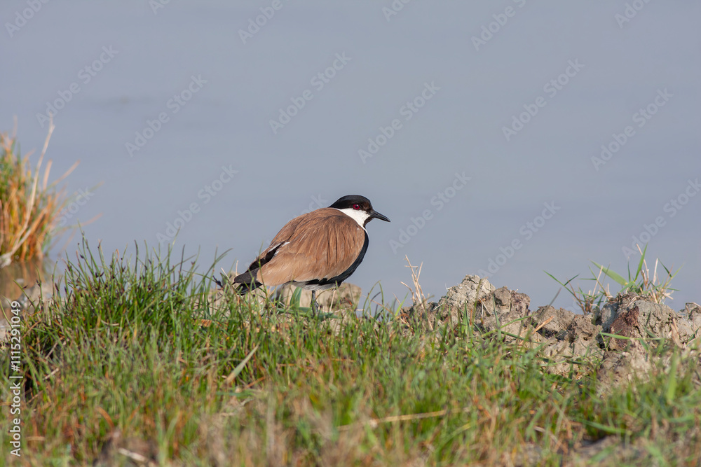 Large bird feeding in its natural environment, Vanellus spinosus, Spur-winged lapwing