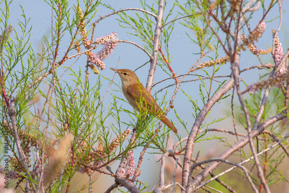 A European Reed Warbler (Acrocephalus Scirpaceus) singing among pink tree branches