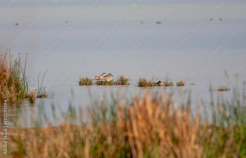 marbled duck or marbled teal (Marmaronetta angustirostris)
