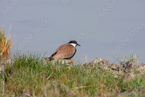 Obraz na płótnie Large bird feeding in its natural environment, Vanellus spinosus, Spur-winged lapwing w salonie