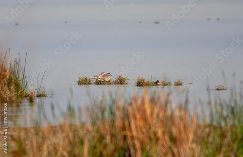 Obraz na płótnie marbled duck or marbled teal (Marmaronetta angustirostris) w salonie