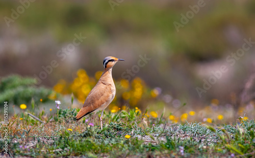 Cream-colored Courser (Cursorius cursor) in the sand desert on the seashore photo