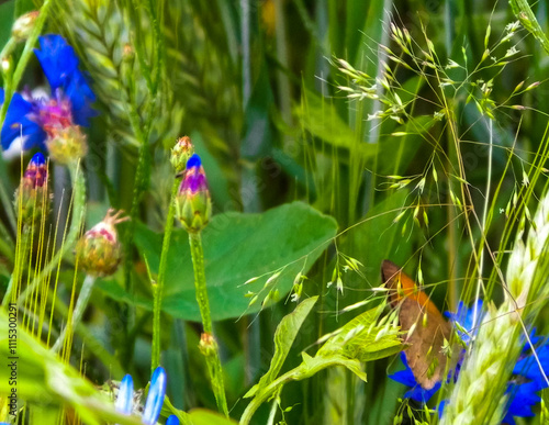 Close up of iris flowers as nature background. photo