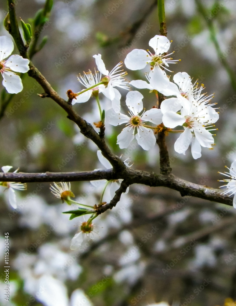 Obraz premium Blooming mirabelle tree in summer.