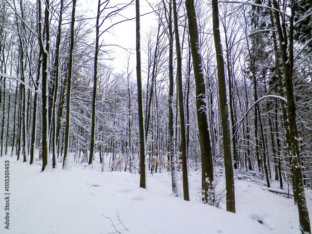 Fototapeta premium Snowy forest in Wiezyca Region. Kashubia Northern Poland.