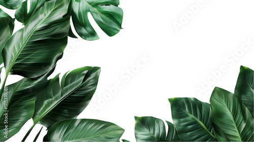 Fototapeta Naklejka Na Ścianę i Meble -  Natural of Tropical green leaves of leaf isolated on a transparent background