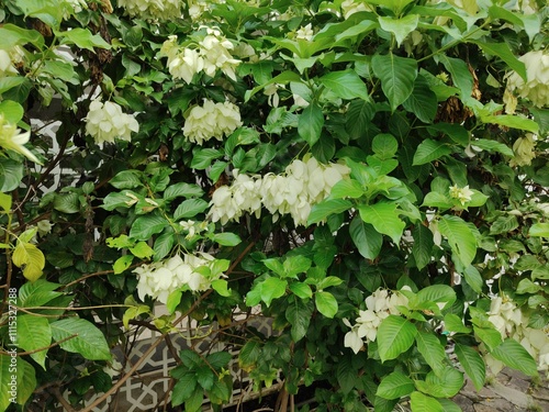 The Nusa Indah White ornamental plant is Rubiaceae or coffee. Sumatran Malays call this plant princess leaves. photo