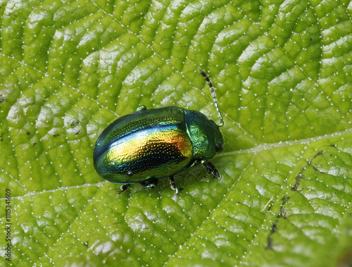 Prächtiger Blattkäfer oder Goldglänzender Blattkäfer (Chrysolina fastuosa) photo