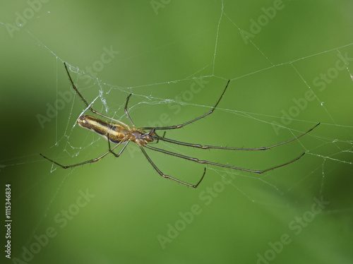 Wallpaper Mural Streckerspinne, Kopulation Torontodigital.ca