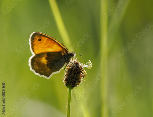 Kleines Wiesenvögelchen (Coenonympha pamphilus) photo