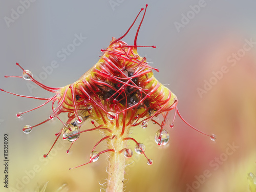 Rundblättriger Sonnentau (Drosera rotundifolia) photo