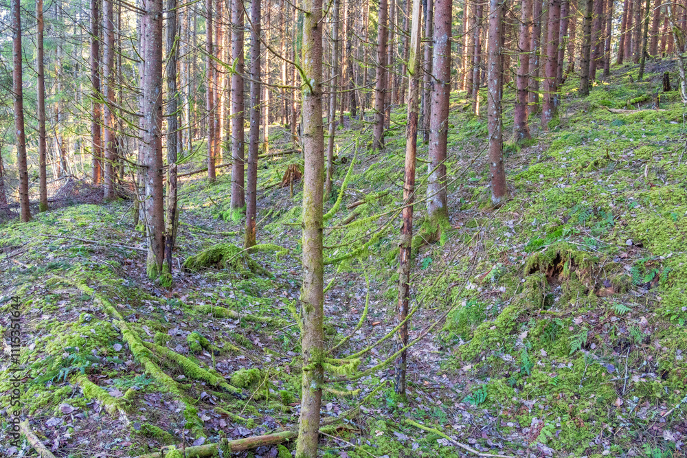 Fototapeta premium Spruce woodland with a sunken path
