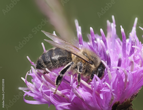 Honigbiene auf flockenblume photo