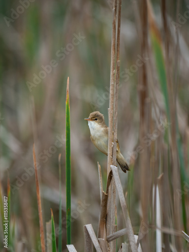 Teichrohrsänger (Acrocephalus scirpaceus) photo