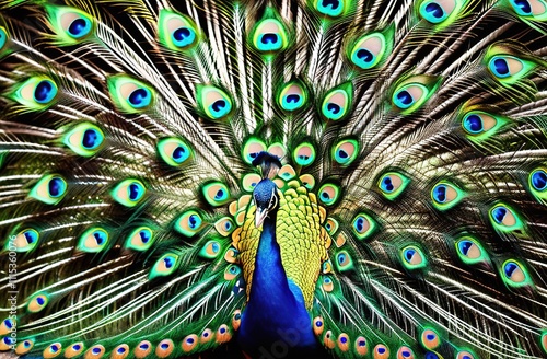 The peacock has spread its tail. The bird has beautiful plumage.