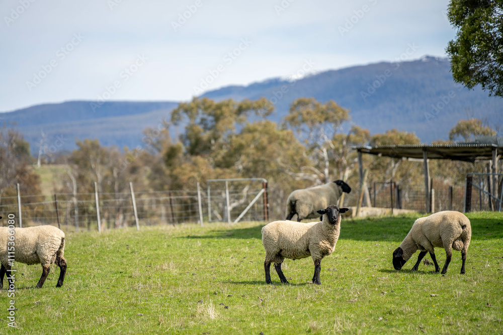 Fototapeta premium Merino sheep, grazing and eating grass in New zealand and Australia